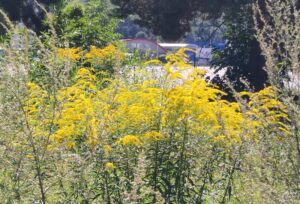 Na území mesta Prešov sú stovky inváznych rastlín. Čo na to kompetentní?