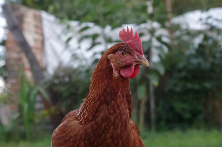 ÚVZ o prenose vtáčej chrípky: Ohrození sú najmä farmári či veterinári