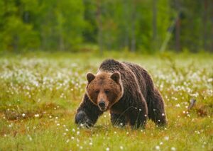 Prvý útok medveďa v roku 2026. Muž šelmu v sebaobrane zabil