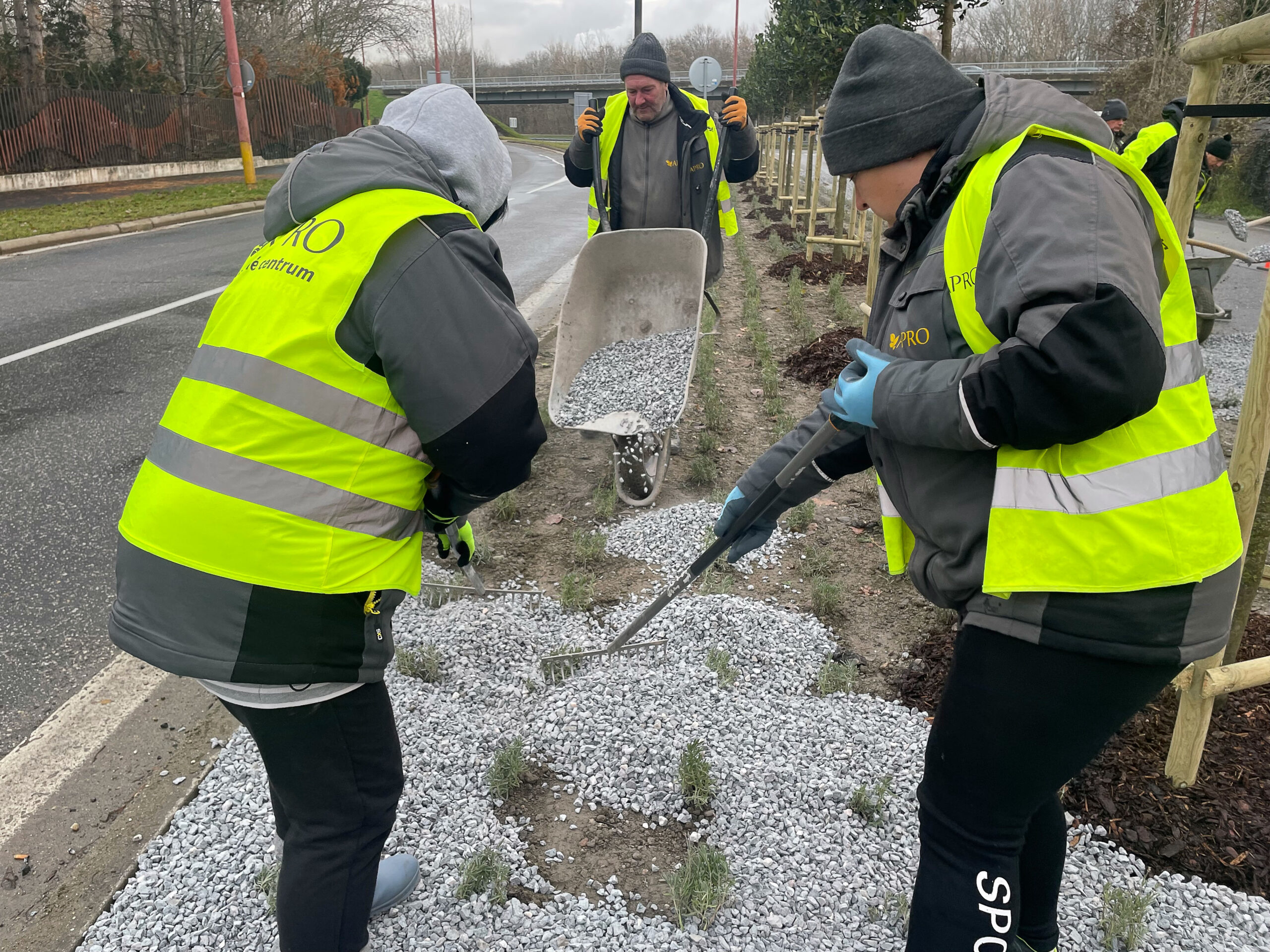 sadenie stromov v bratislave