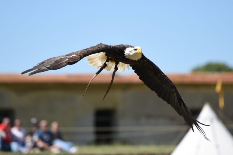 Biden podpísal zákon, ktorým sa orliak bielohlavý stal symbolom USA aj oficiálne