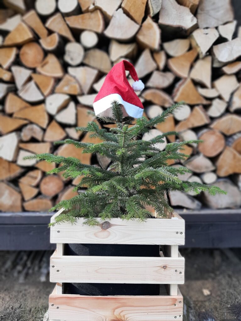 V Košiciach sa mestský podnik venuje tejto službe už jedenásť rokov. Foto: FB Požič strom