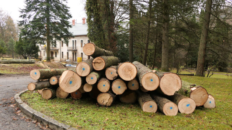 Drevná hmota z výrubu skončí ako štiepka. Foto: Mário Medzihradský
