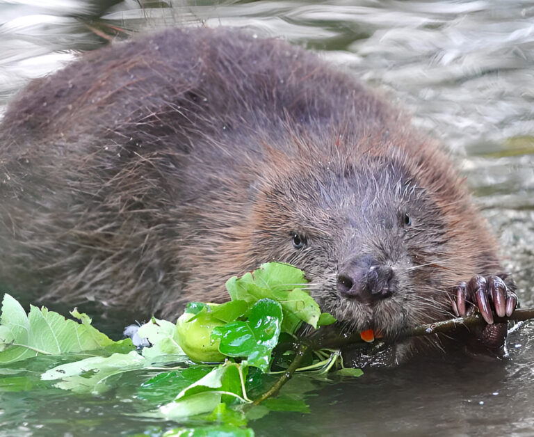 Bobor vodný, ilustračný záber. Foto:  CHKO Latorica
