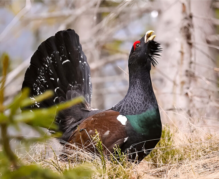 Hlucháň hôrny, známy tiež ako tetrov hlucháň. Foto: TANAP
