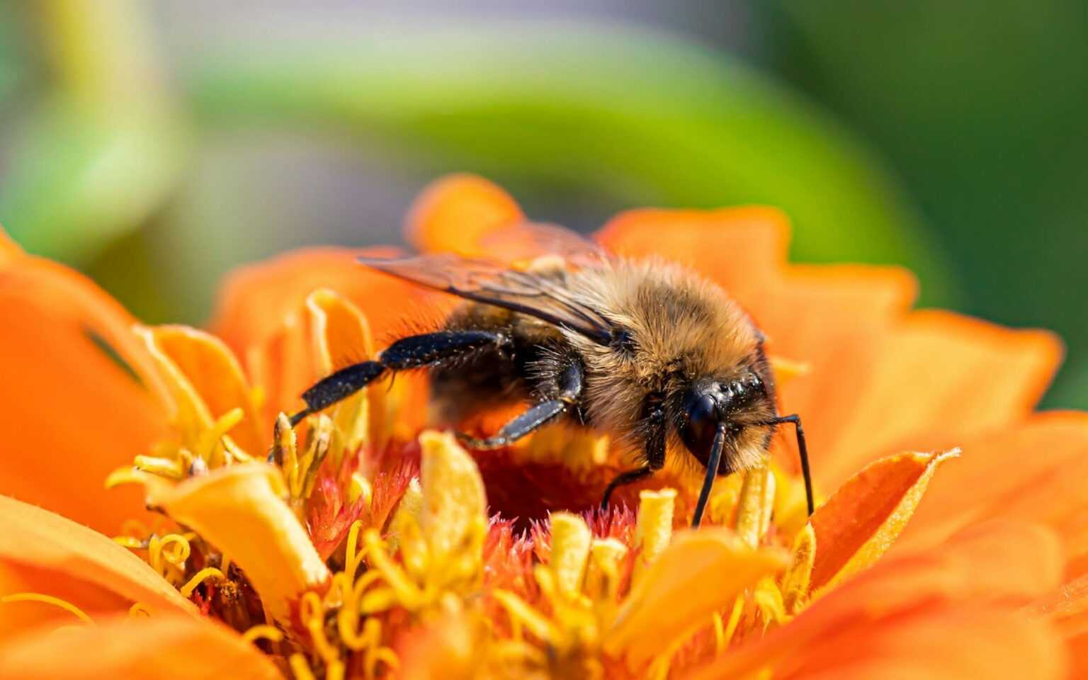 Včela medonosná. Foto: Pexels.com