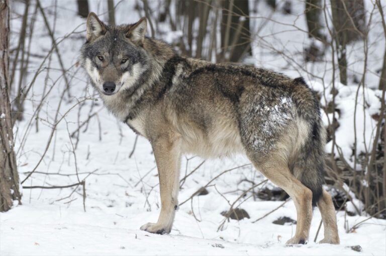 V sezóne 2025 bol lov povolený do 15. januára, pričom kvótu pre túto sezónu stanovili na 74 jedincov vlka dravého. Foto: Jaroslav Slašťan
