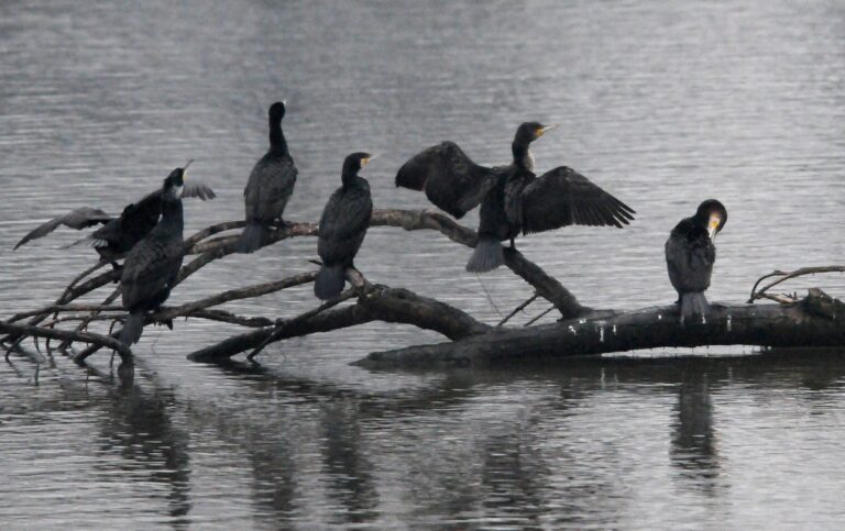 Hladiny riek v Malopoľsku stúpajú, platia hydrologické výstrahy pred povodňami
