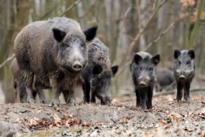 Slovensko opäť straší africký mor ošípaných. Dobrou správou je, že na človeka sa neprenáša