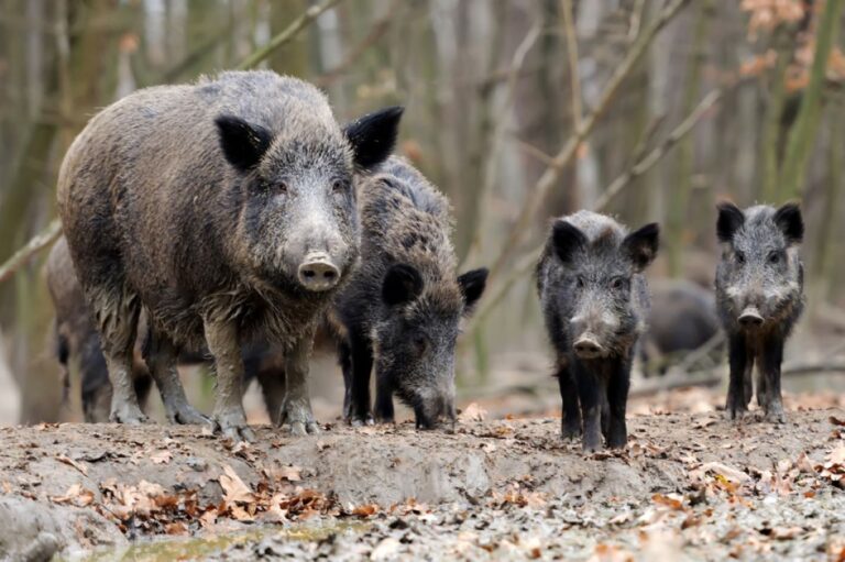 Diviak lesný v lesnom prostredí. Zdroj: mpsr.sk