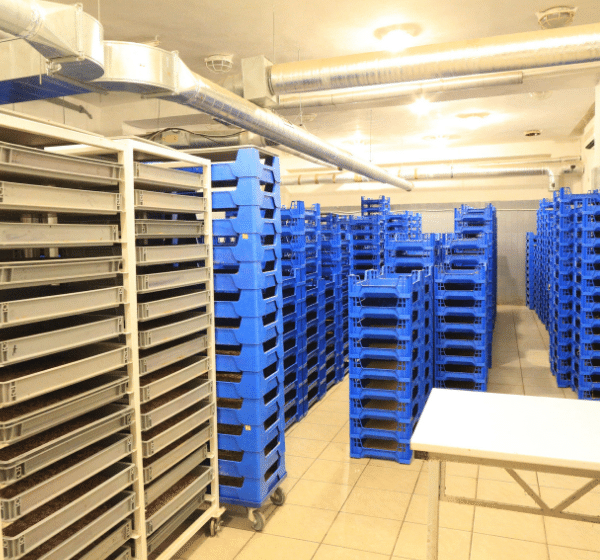 jedlý hmyz farma červy