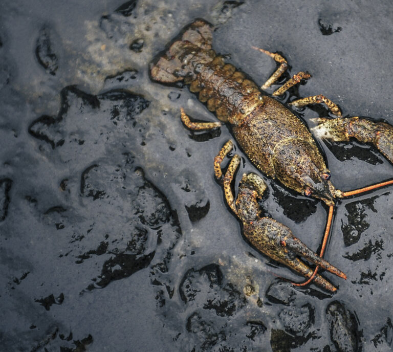 Foto: Petrášek Radek /ČTK
