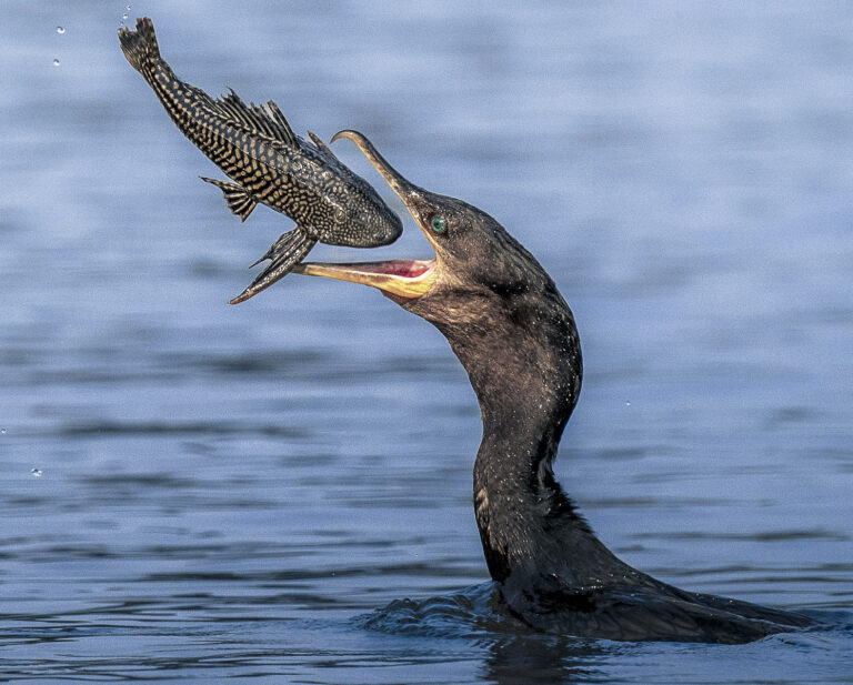 Kormorán. Foto: Peter Batty/Solent News/Profimedia
