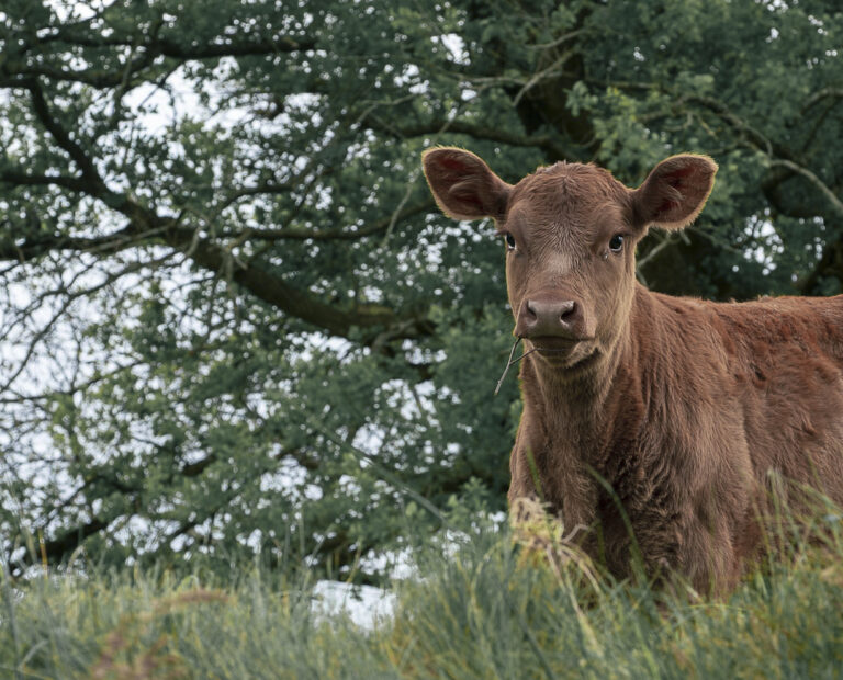 Hnedé teľa na lúke. Ilustračný obrázok. Foto: / DPphoto / Profimedia