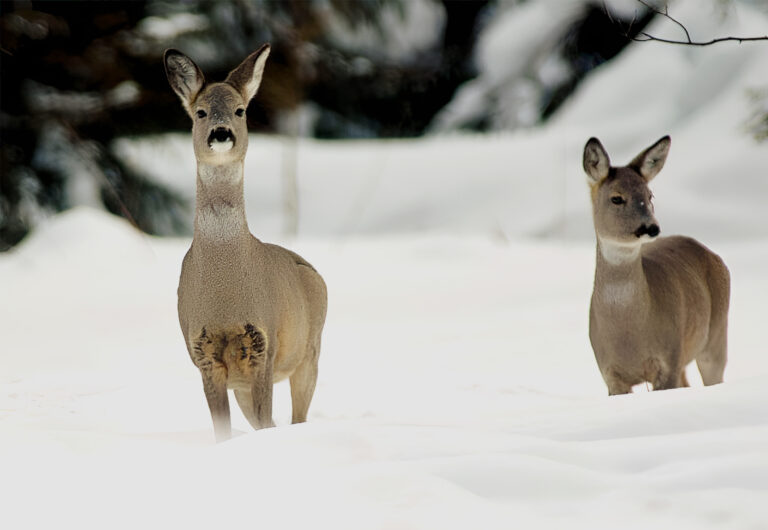 Raticová zver spôsobuje na Slovensku veľké škody. Foto: TASR