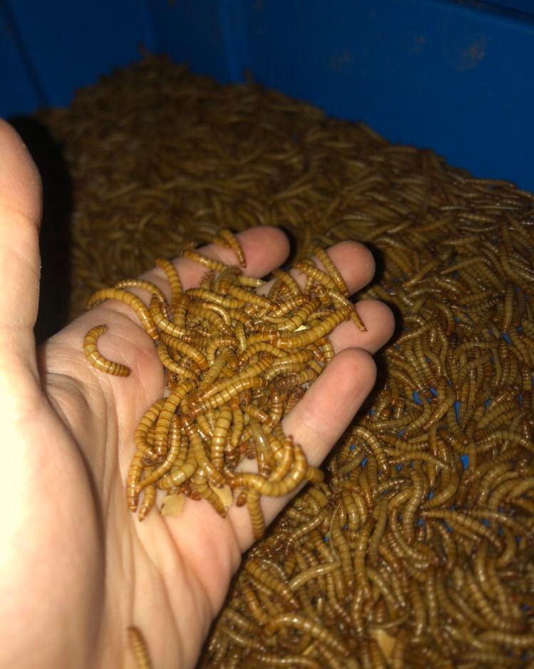 hmyzia farma červy jedlý hmyz