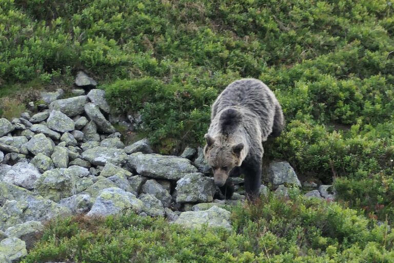 V krátkych videách budú odborníci vzdelávať ľudí o medveďoch