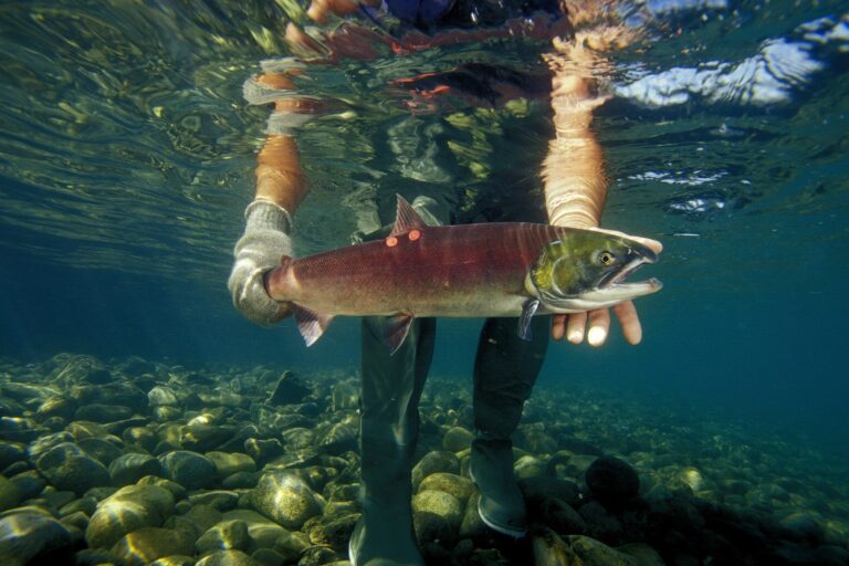 Z nórskej farmy uniklo 27-tisíc lososov. Ohrozujú voľne žijúce druhy