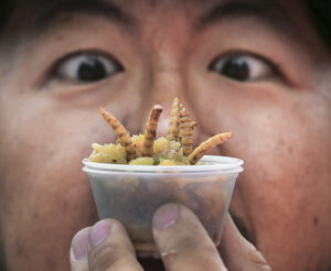 Pracovník SAV: Múčny červ je bezpečná, prísne kontrolovaná potravina. Chovať sa dá aj doma