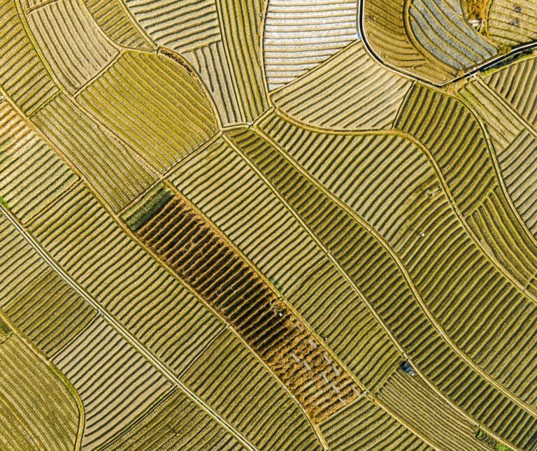 An aerial view of farmlands owned by different peasants in Nanning in south China's Guangxi Zhuang Autonomous Region Photo: ČTK / AP / HU YAN / PROFIMEDIA 