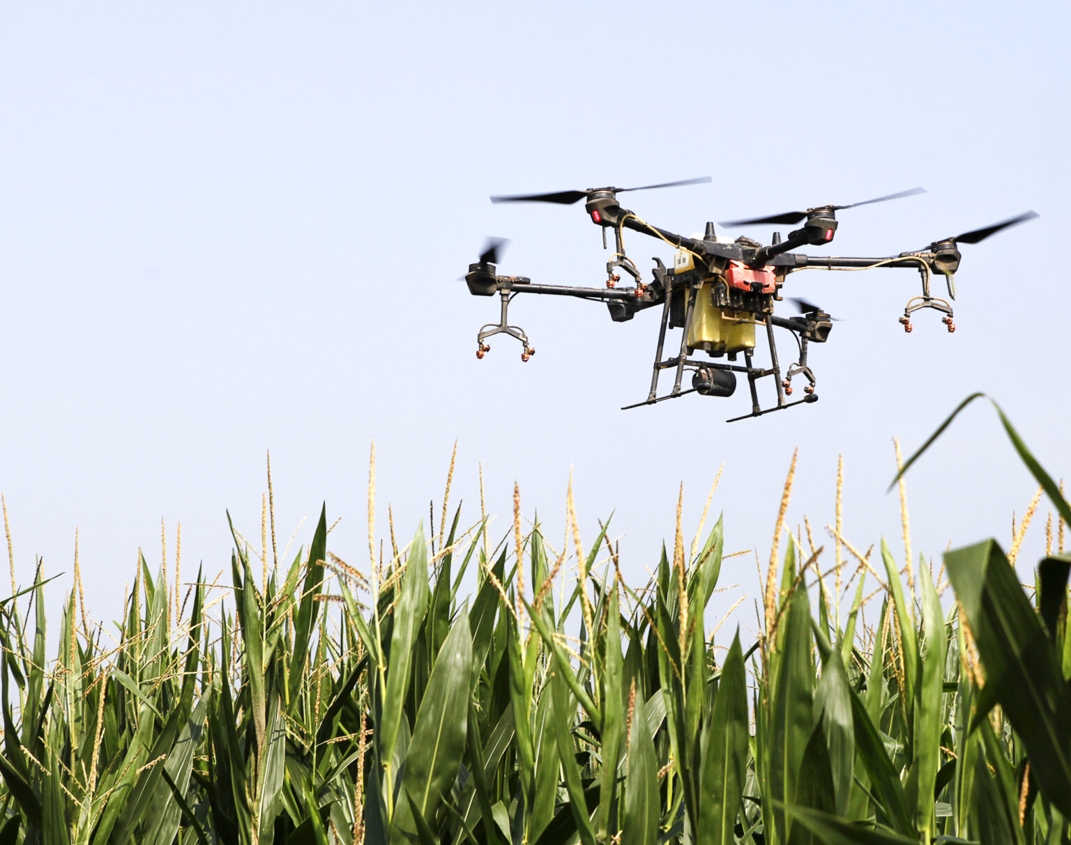 Farmers operate drones to spray pesticide in a corn field. Photo: Li Xianjun / VCG via Getty Images