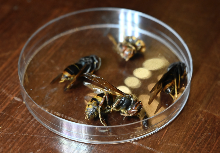 Na hornej Nitre našli sršňa ázijského, situáciu monitorujú