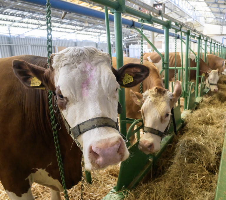 Zatvárajú aj ZOO, pre slintačku a krívačku nariadili ďalšie prísne opatrenia