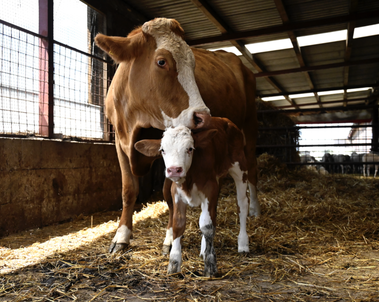 Hlavný veterinár poprel výskyt slintačky v okrese Galanta