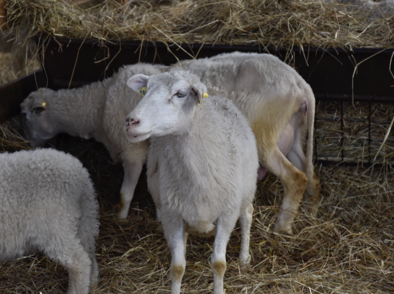 Britská vláda potvrdila prvý prípad vtáčej chrípky u oviec