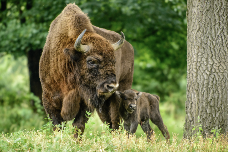 Zubriu zvernicu zatvárajú, platí aj zákaz vstupu do lesov na juhu