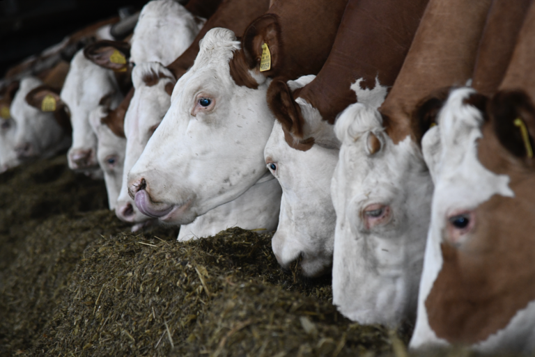 Česko sprísňuje opatrenia pre slintačku a krívačku