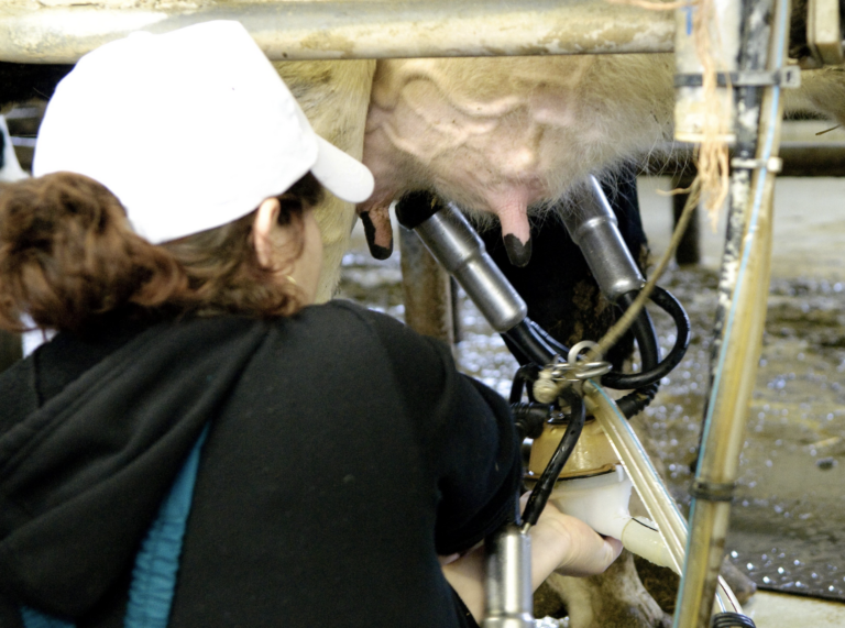 Česko vyzýva Slovensko, aby testovalo mlieko na slintačku a krívačku