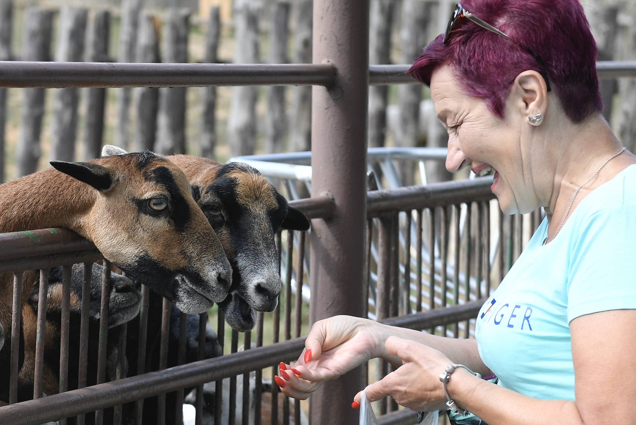 Chránia až 34 citlivých druhov, brány košickej ZOO sú dočasne zatvorené