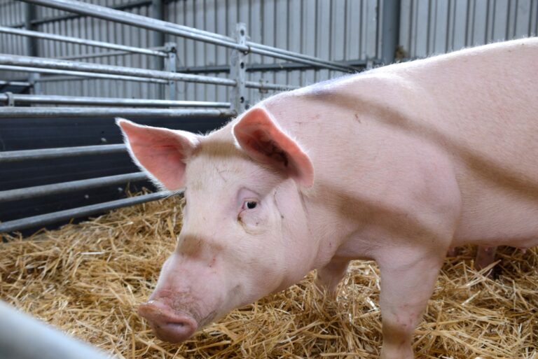 Farmári: Likvidácia infikovaných zvierat blízko chovov ohrozuje celé odvetvie