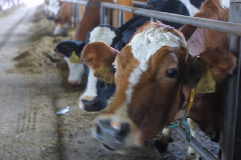 Ilustračná fotka zachytáva chov hovädzieho dobytku. Foto: ČTK / Pavlíček Luboš