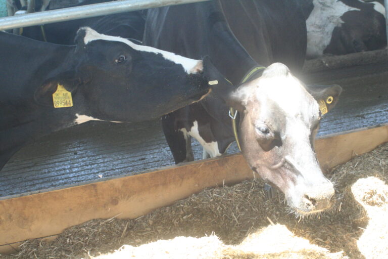 Na hraniciach platia nové opatrenia pre výskyt slintačky a krívačky