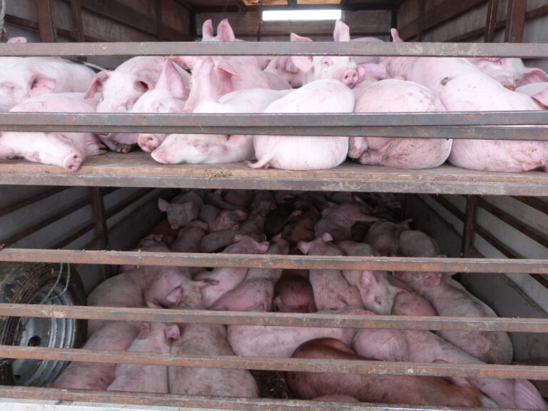 Slintačka a krívačka zastavila predaj ošípaných, štát sľubuje riešenie