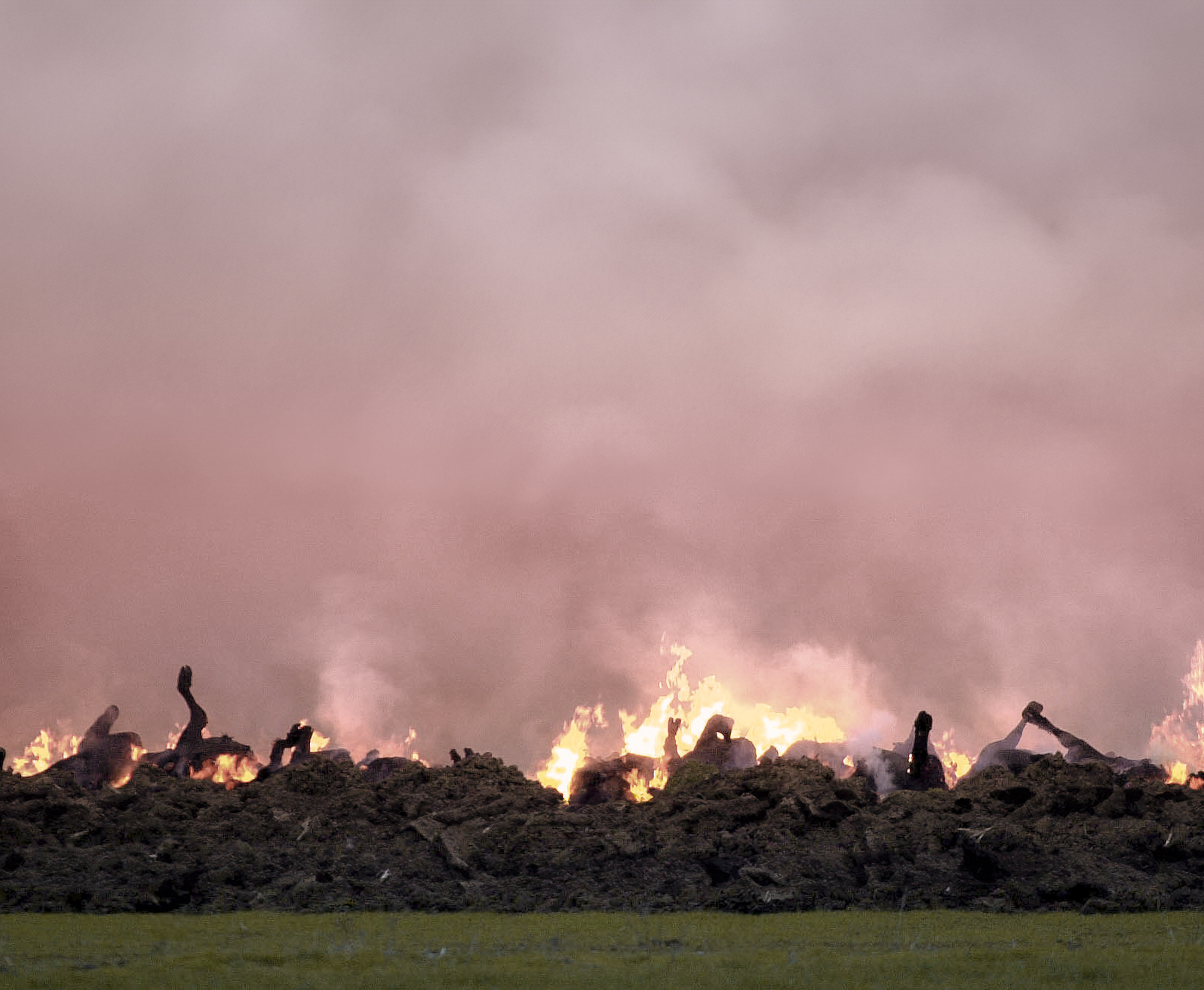 Škody spôsobené slintačkou a krívačkou pokryje štátny rozpočet, európske zdroje i poisťovne