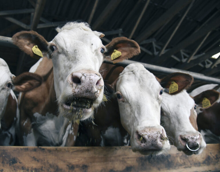 Veterinári už museli utratiť stovky kusov hovädzieho dobytka. Ilustračné fotografia. Foto: Radovan Stoklasa/TASR