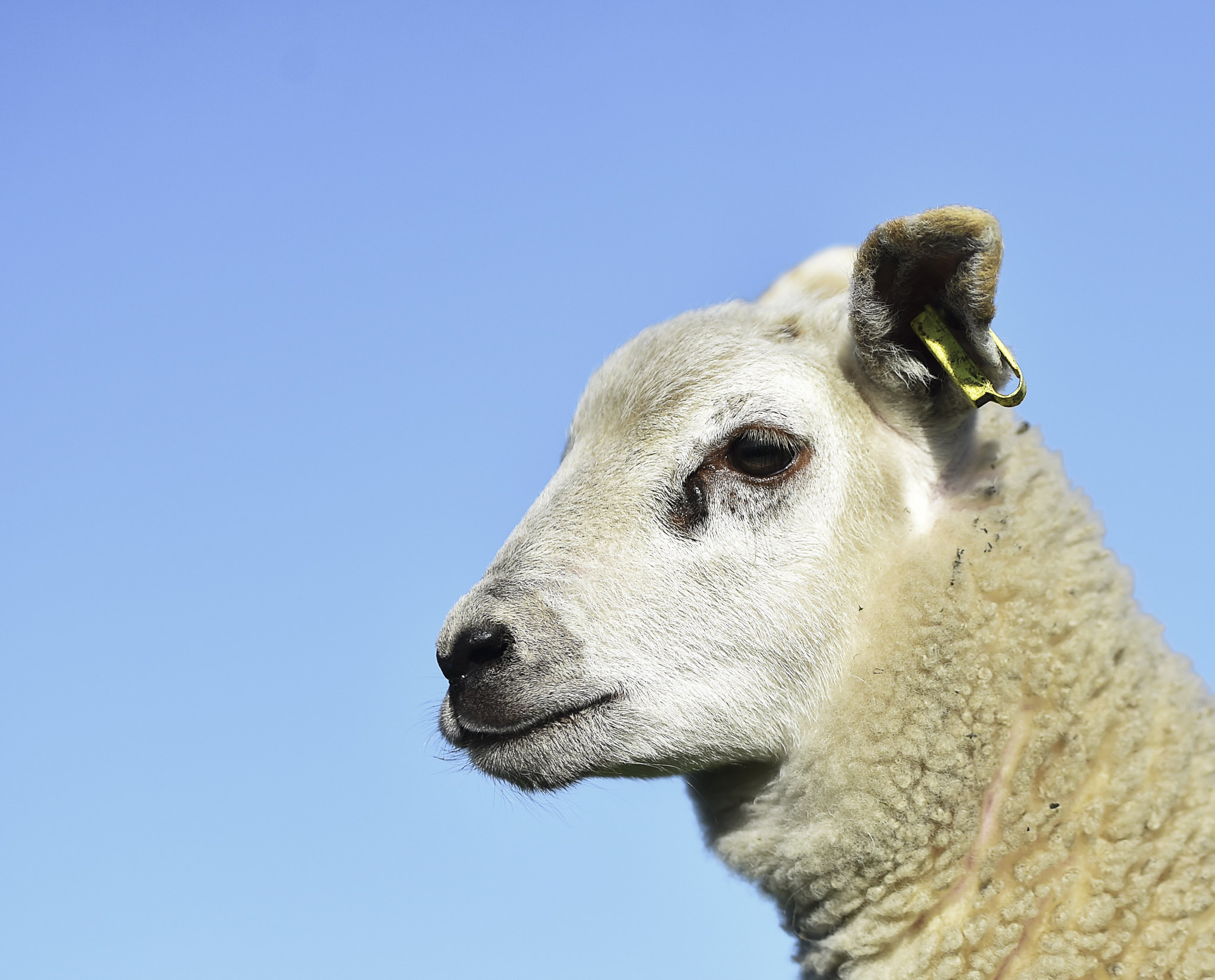 Následky slintačky a krívačky zasiahli chovateľov jahniat. Pred sviatkami ovplyvnili aj predaj z dvora