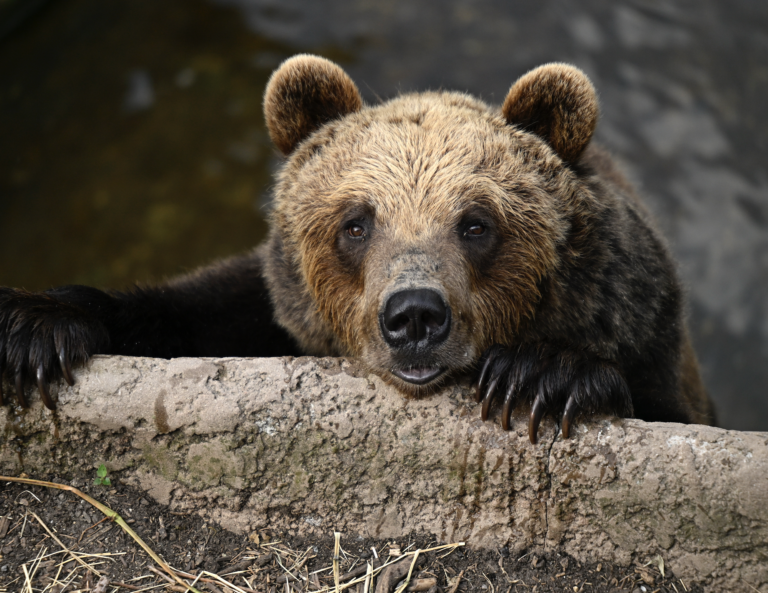 Medveď útočil kúsok od slovenských hraníc, turista skončil v nemocnici