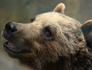 Zásahové tímy posilnili hliadky v oblastiach s medveďom