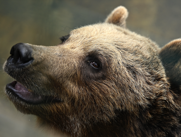 Greenpeace protestuje petíciou proti odstrelu stoviek medveďov na Slovensku