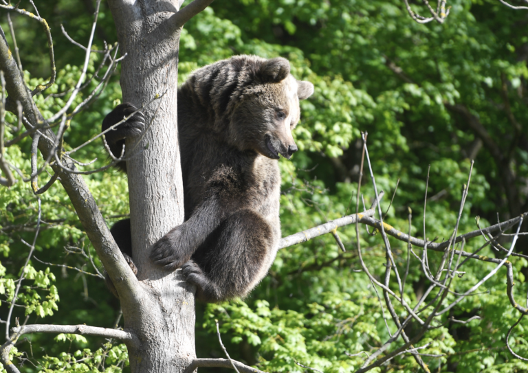 V Kremnici sa pohybuje medvedica s mláďatami, predtým ju zrazil vlak
