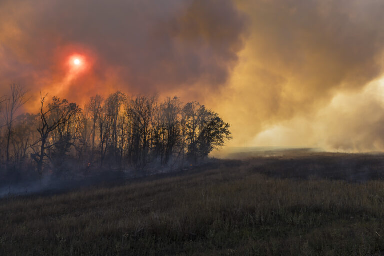 Míny položené v lese pri obci Dolyna na východe Ukrajiny znemožnili hasičom prístup k lesnému požiaru, 29. septembra 2024. Foto: Brendan Hoffman/New York Times