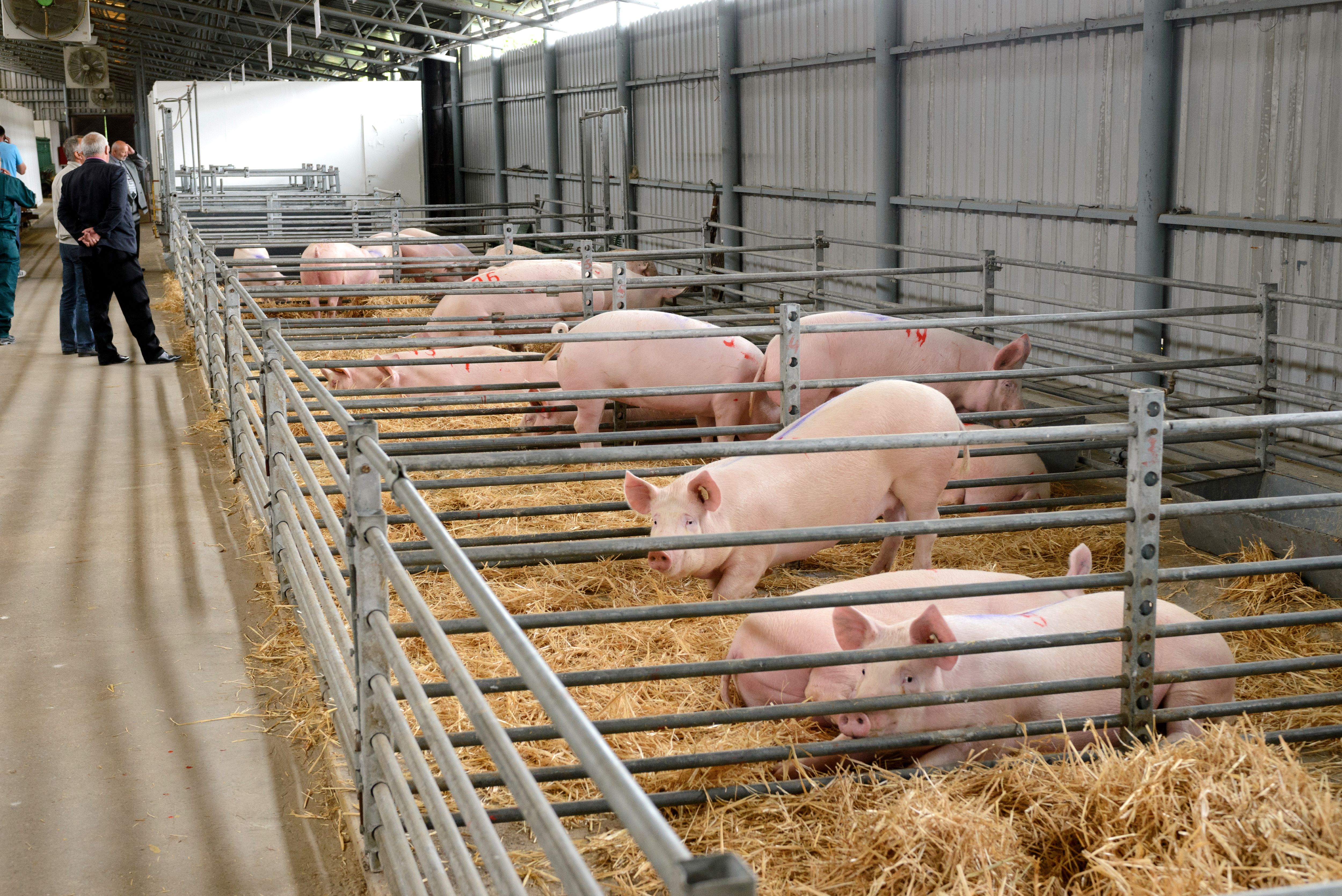 Slintačka a krívačka zastavila vývoz ošípaných. Prerastené zvieratá zostávajú na farmách
