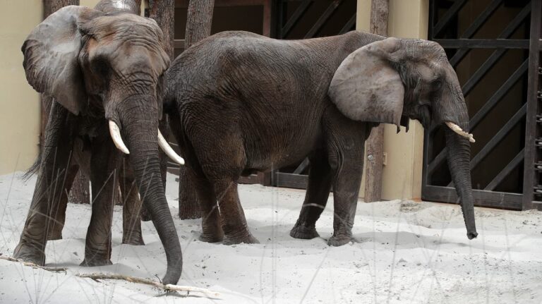 Od pondelka opätovne otvoria bojnickú zoo