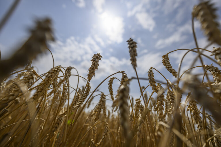 Úrody obilnín a repky vzrástli, Slovensko nebude musieť dovážať pšenicu