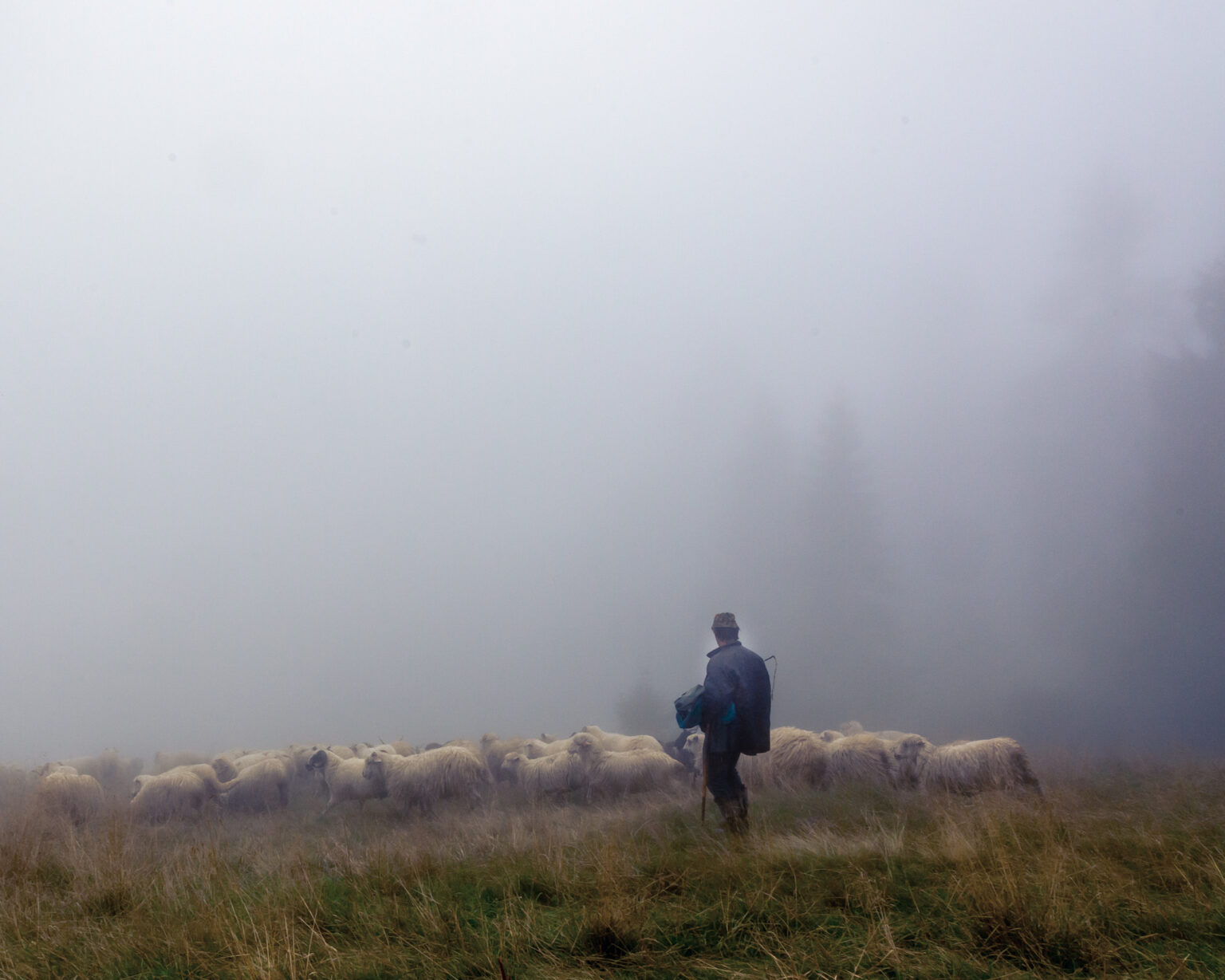 Pastier stráži svoje stádo. Foto: Dominika Zarzycka/NurPhoto via Getty Images
