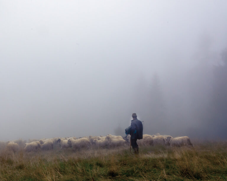 Pastier stráži svoje stádo. Foto: Dominika Zarzycka/NurPhoto via Getty Images